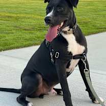 Thumbnail photo of Jester #3