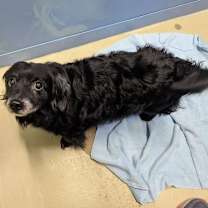 Thumbnail photo of Buster #4