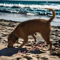 Thumbnail photo of Leo- Sebastian #3