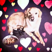 Thumbnail photo of Buddy #1