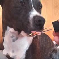 Thumbnail photo of Scarlett #1