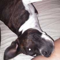 Thumbnail photo of Scarlett #2