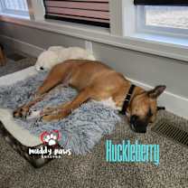 Thumbnail photo of Huckleberry #2