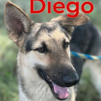Thumbnail photo of Diego #2