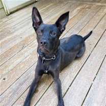 Thumbnail photo of Rico Barkville #2