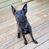 Thumbnail photo of Rico Barkville #3