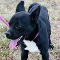 Thumbnail photo of Bear(Boy) #1