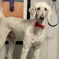adopt-pet