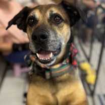 adopt-pet