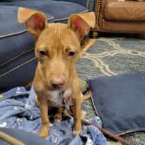 Thumbnail photo of CHETTI (COURTESY POST) #1