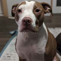 Thumbnail photo of Charlie (CP) #1