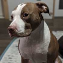Thumbnail photo of Charlie (CP) #2