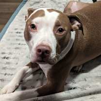 Thumbnail photo of Charlie (CP) #3
