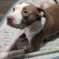 Thumbnail photo of Charlie (CP) #4