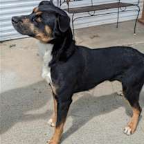 Thumbnail photo of Willie #4