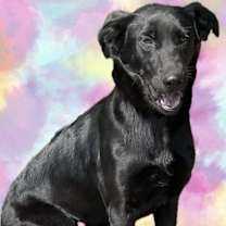 Thumbnail photo of Sadie #1