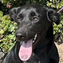 Thumbnail photo of Sadie #2