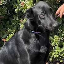 Thumbnail photo of Sadie #3