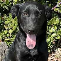 Thumbnail photo of Sadie #4