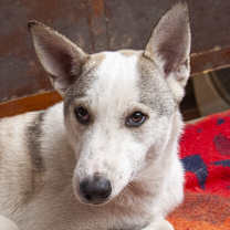 Thumbnail photo of CHOOCHOO (Egypt) nt #1