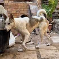 Thumbnail photo of CHOOCHOO (Egypt) nt #2