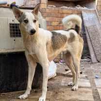 Thumbnail photo of CHOOCHOO (Egypt) nt #3