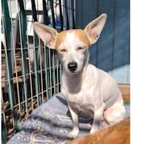 Thumbnail photo of Sweet Pea #2