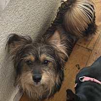 Thumbnail photo of Sassy #1