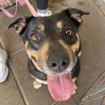 Thumbnail photo of Daffodil #2