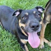 Thumbnail photo of Daffodil #4