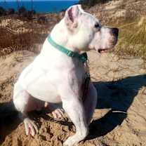 Thumbnail photo of Ryder #3