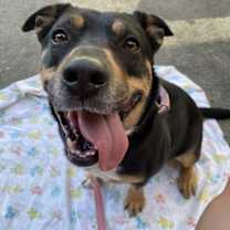 Thumbnail photo of Daffodil #1