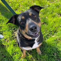 Thumbnail photo of Daffodil #3