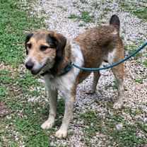 Thumbnail photo of Roy Rogers #1