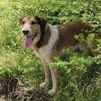 Thumbnail photo of Roy Rogers #3