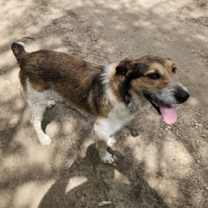 Thumbnail photo of Roy Rogers #4