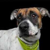 Thumbnail photo of Dottie #1