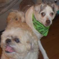 Thumbnail photo of SKIPPY #3