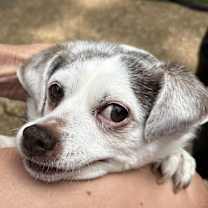 Thumbnail photo of SKIPPY #4