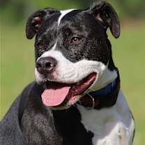 Thumbnail photo of Tarzan #1