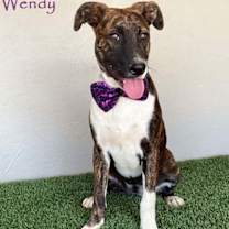 Thumbnail photo of Wendy #1