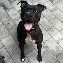 Thumbnail photo of Molly #1