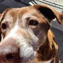 Thumbnail photo of Roxy #2