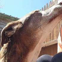 Thumbnail photo of Roxy #3