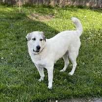 Thumbnail photo of Aspen #2