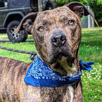 Thumbnail photo of Boone #2