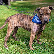 Thumbnail photo of Boone #3