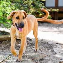 Thumbnail photo of Cody #1