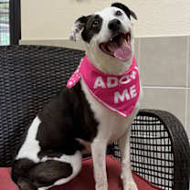 Thumbnail photo of Amanda #1