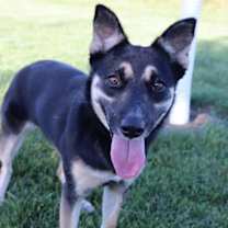 Thumbnail photo of Lyra #1